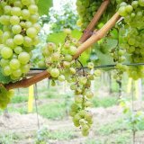 Les ceps de vigne touchés par la flavescence dorée doivent être enlevés et détruits.